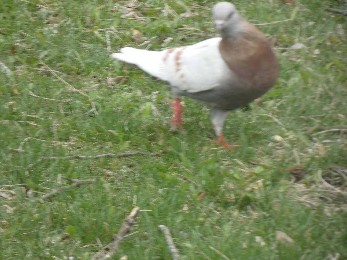 Сизый голубь (Одомашненного типа) - ML618453222