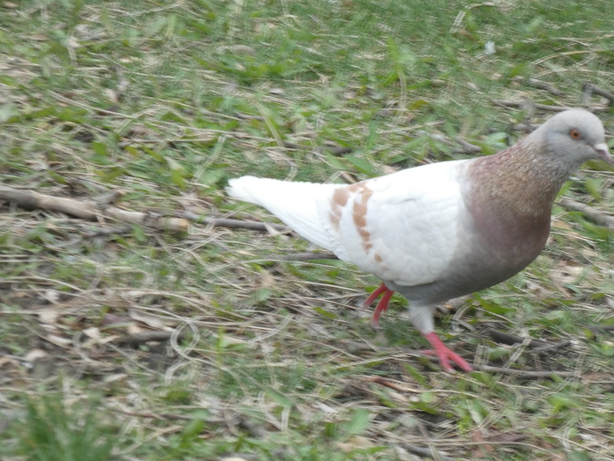 Сизый голубь (Одомашненного типа) - ML618453223