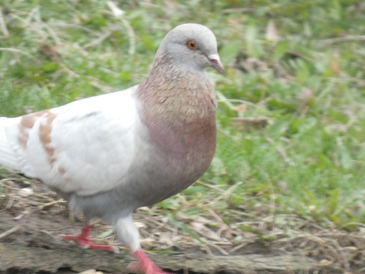 Сизый голубь (Одомашненного типа) - ML618453224