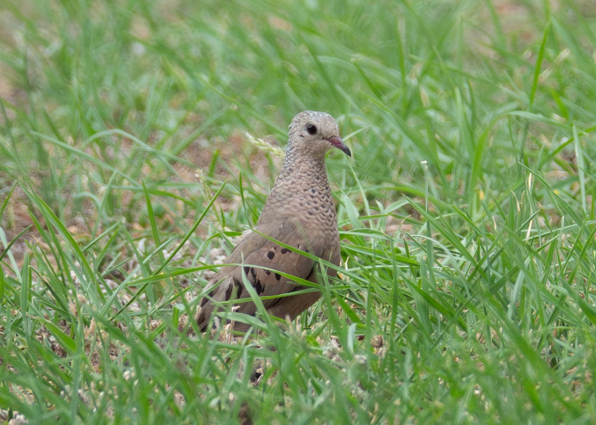 Common Ground Dove - Andrew Bates