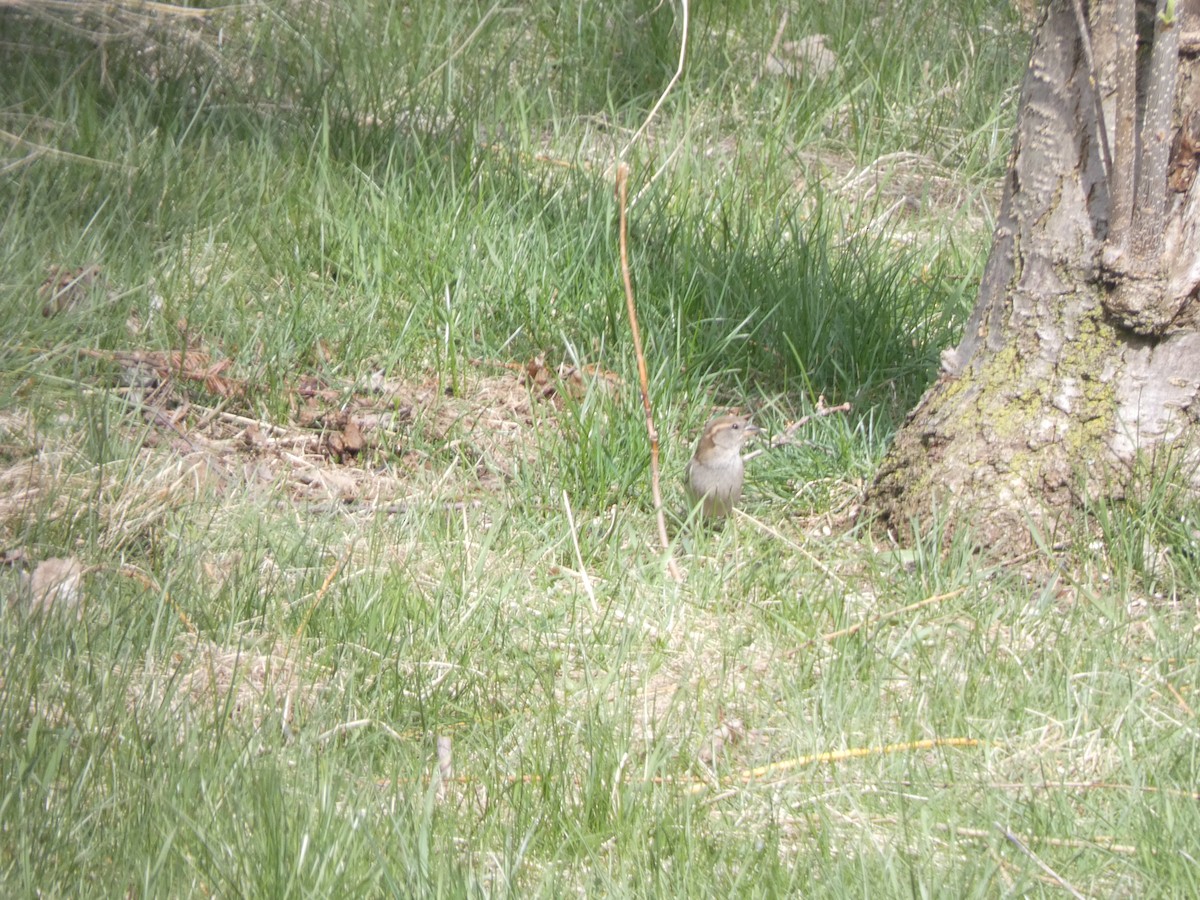 House Sparrow - ML618453268