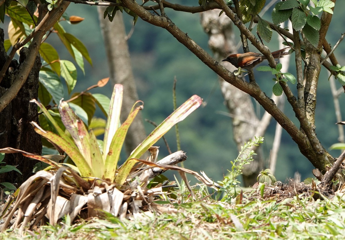 Azara's Spinetail - ML618453297