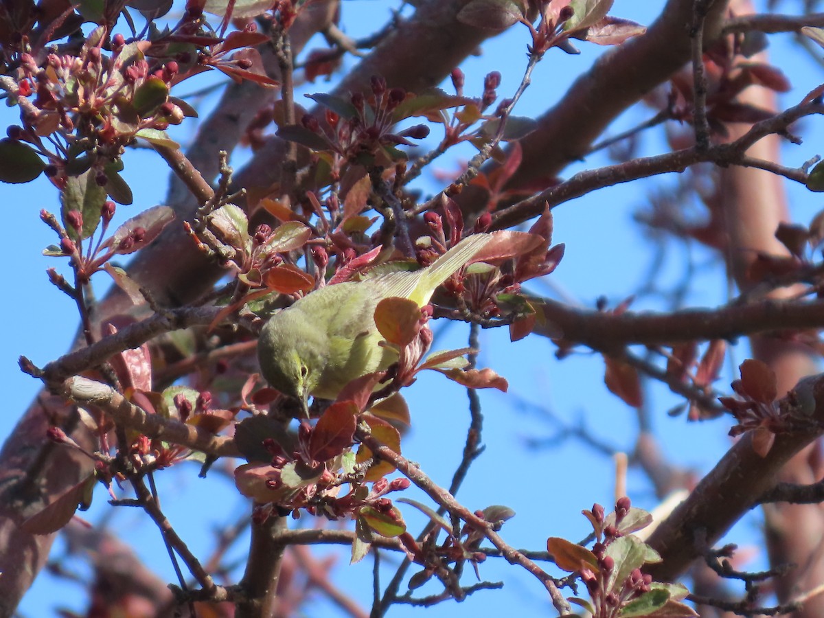 Orange-crowned Warbler - Mark Gorges