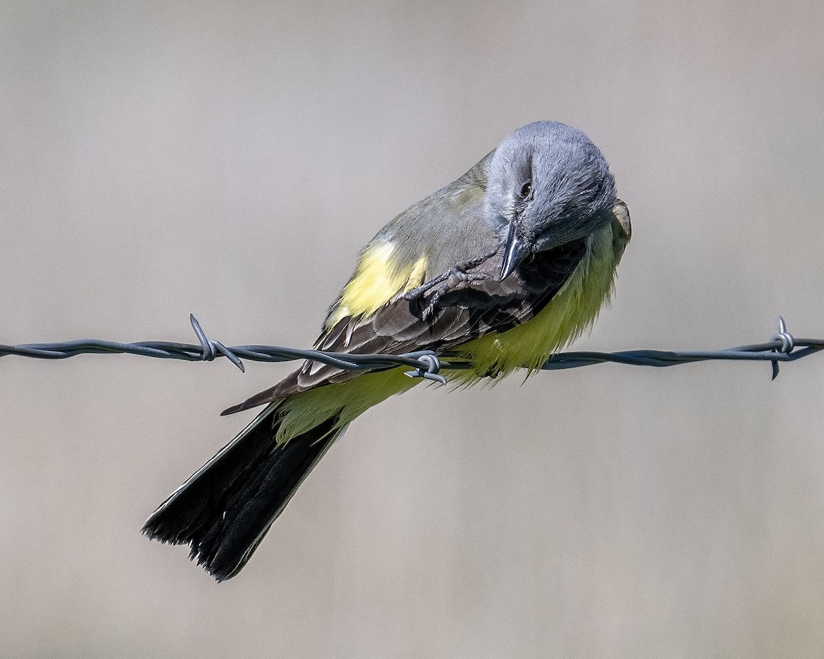 Western Kingbird - ML618453322