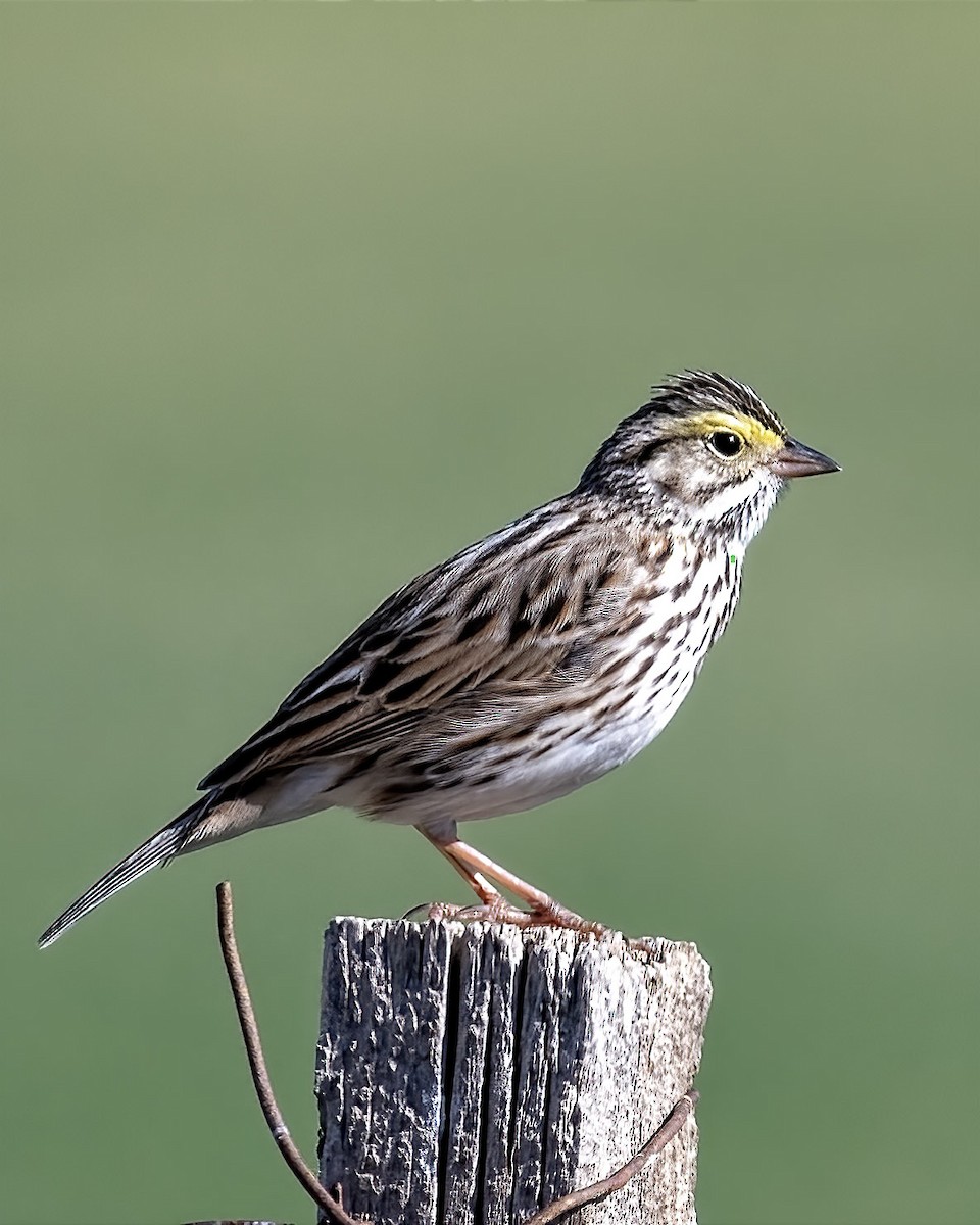 Savannah Sparrow - ML618453338