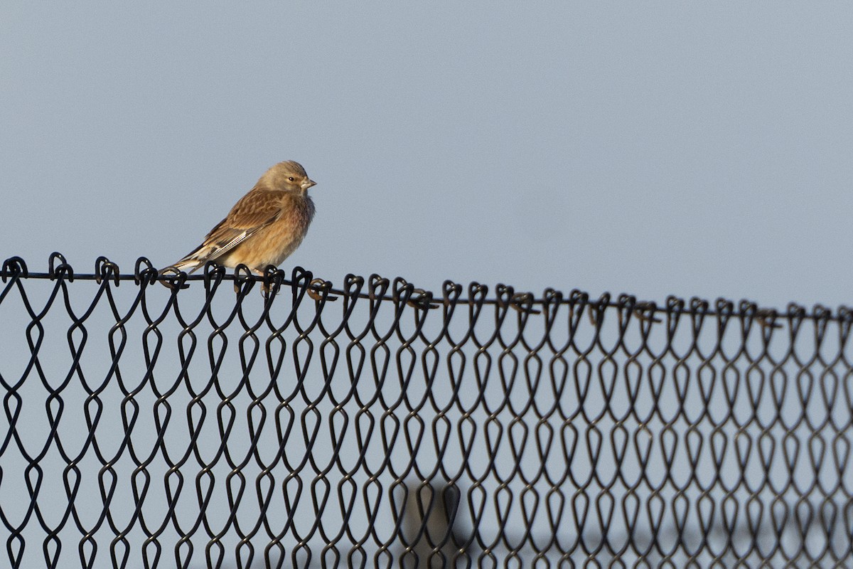 Eurasian Linnet - ML618453355