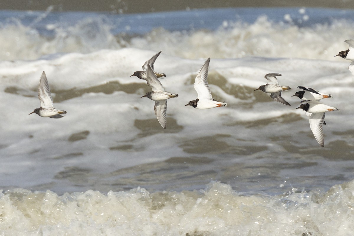 Purple Sandpiper - Peter Wijnsouw