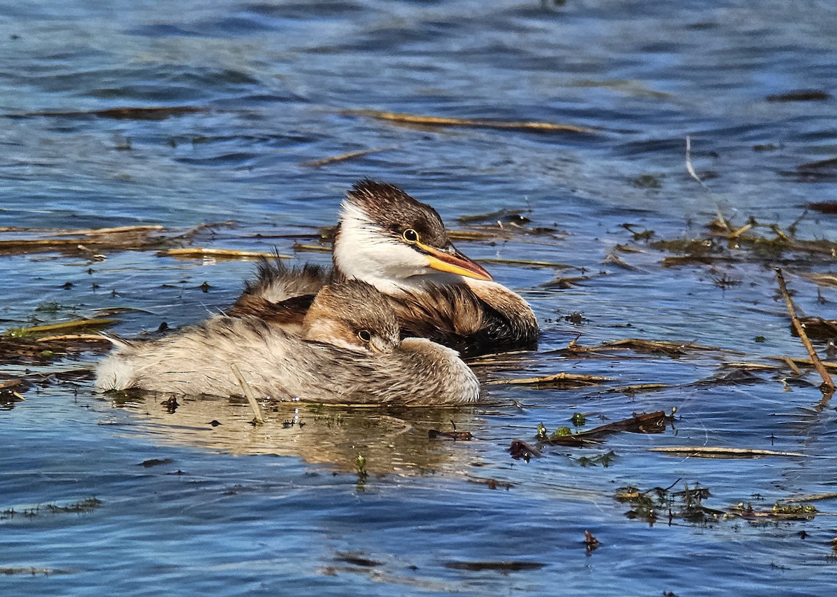 Titicaca Grebe - Itamar Donitza