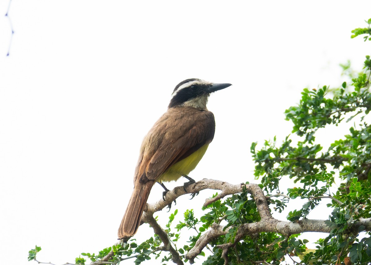 Great Kiskadee - ML618453385