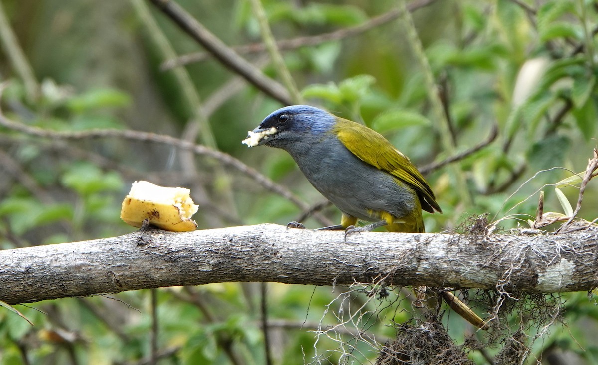 Blue-capped Tanager - Michele Reyes