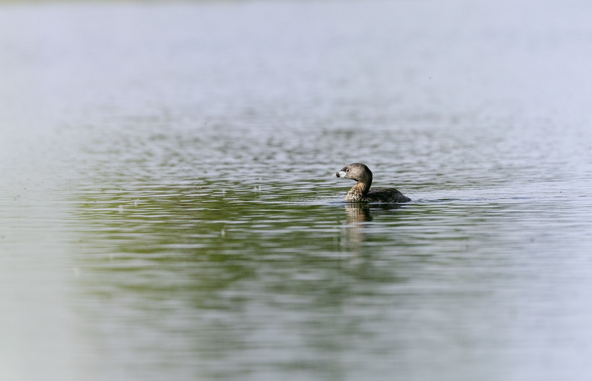 Pied-billed Grebe - ML618453418