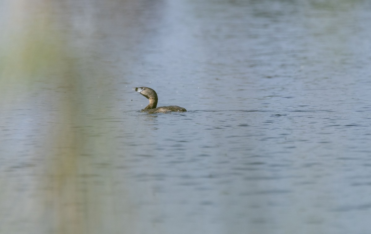 Pied-billed Grebe - Lonny Garris