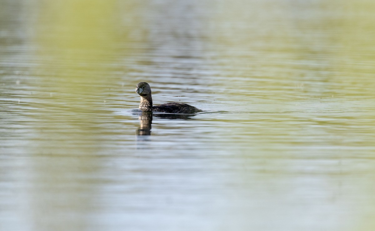 Pied-billed Grebe - ML618453421