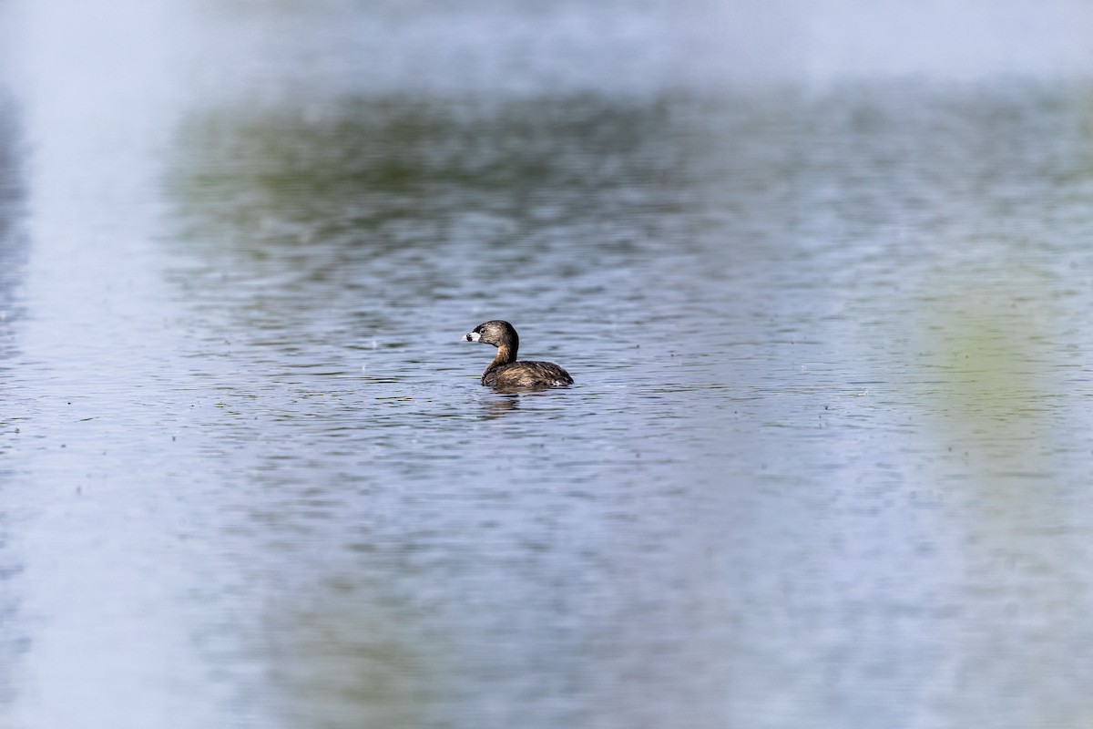 Pied-billed Grebe - ML618453422
