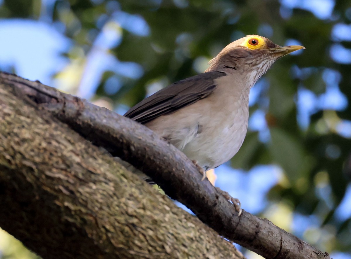 Spectacled Thrush - ML618453449