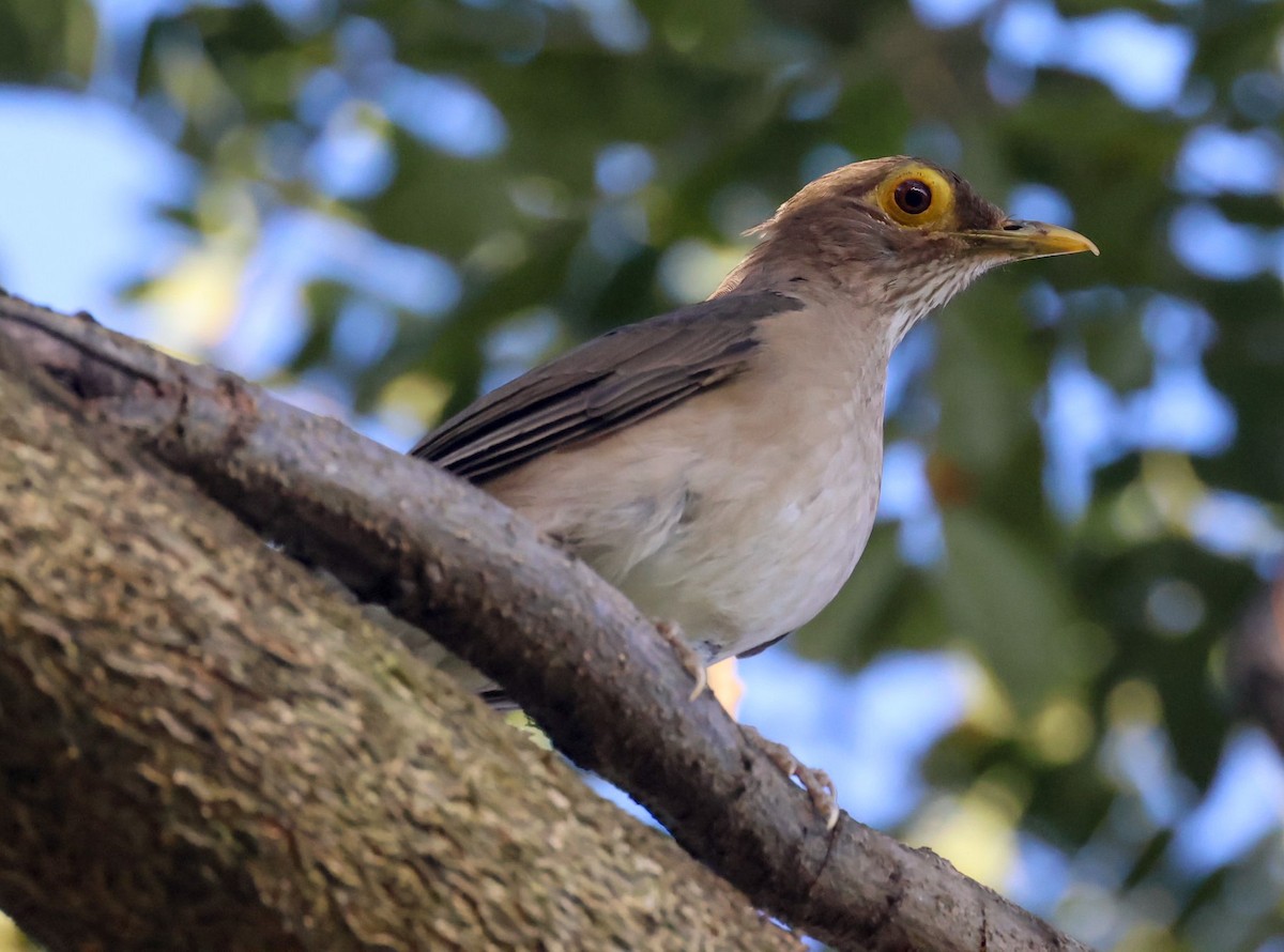 Spectacled Thrush - ML618453450