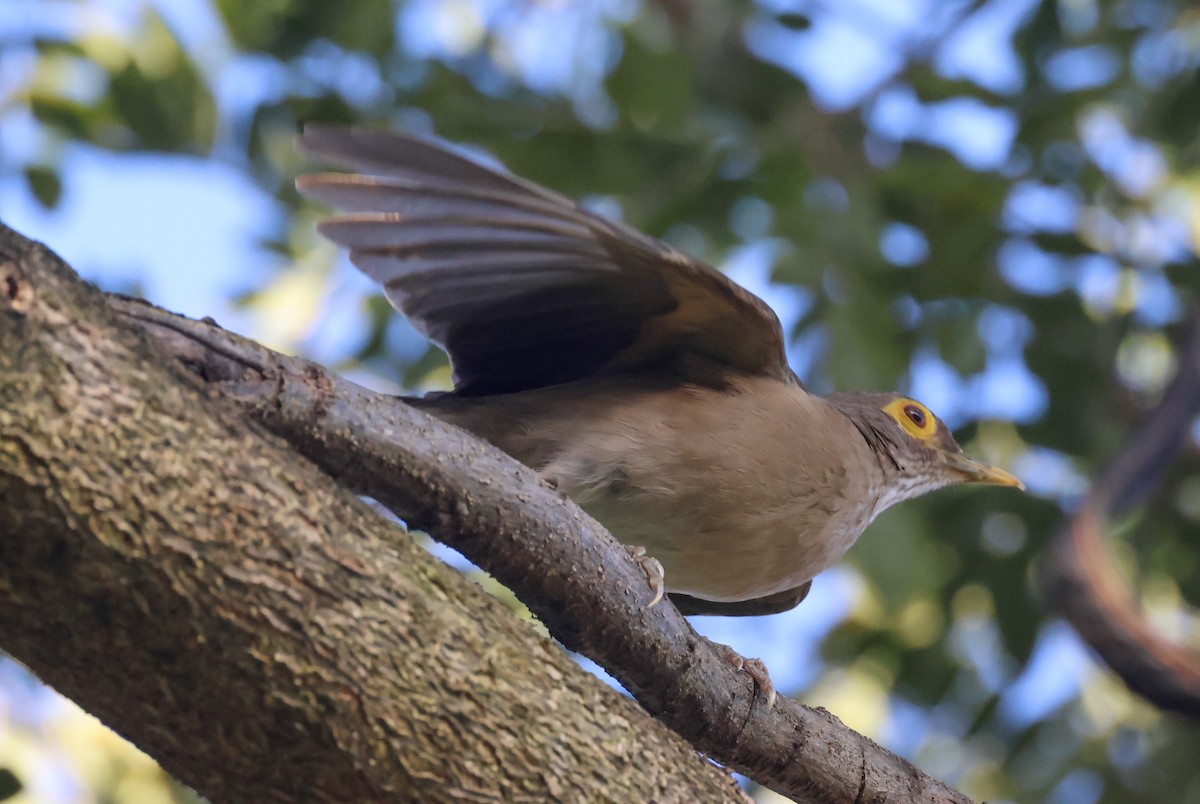 Spectacled Thrush - ML618453451