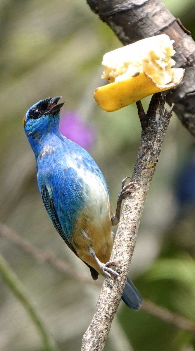 Golden-naped Tanager - Michele Reyes