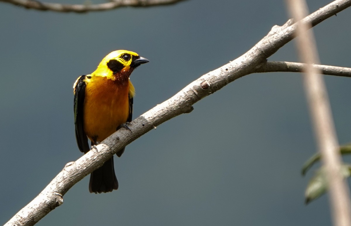 Golden Tanager - ML618453490