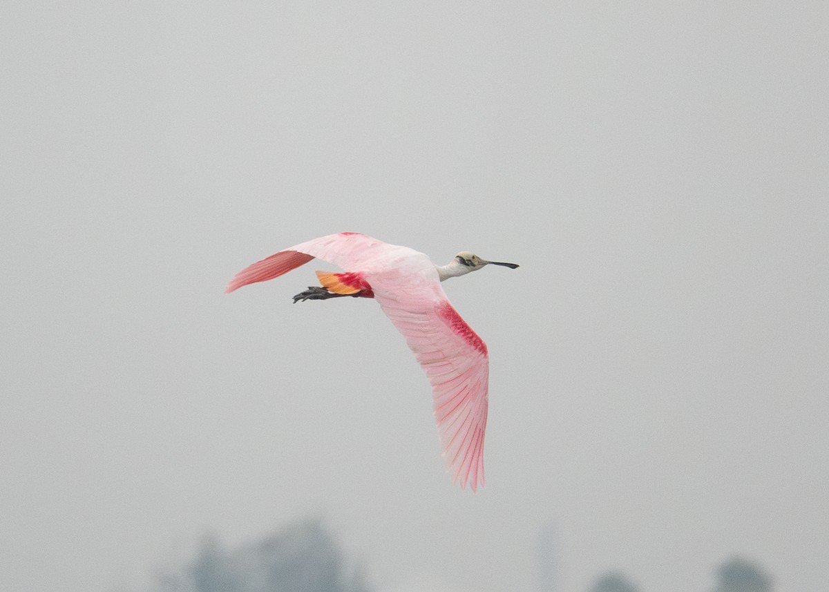 Roseate Spoonbill - ML618453491