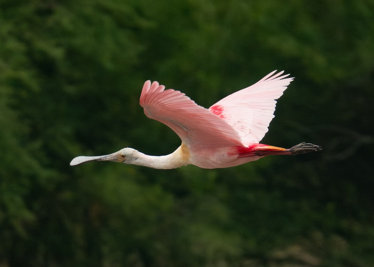 Roseate Spoonbill - ML618453496