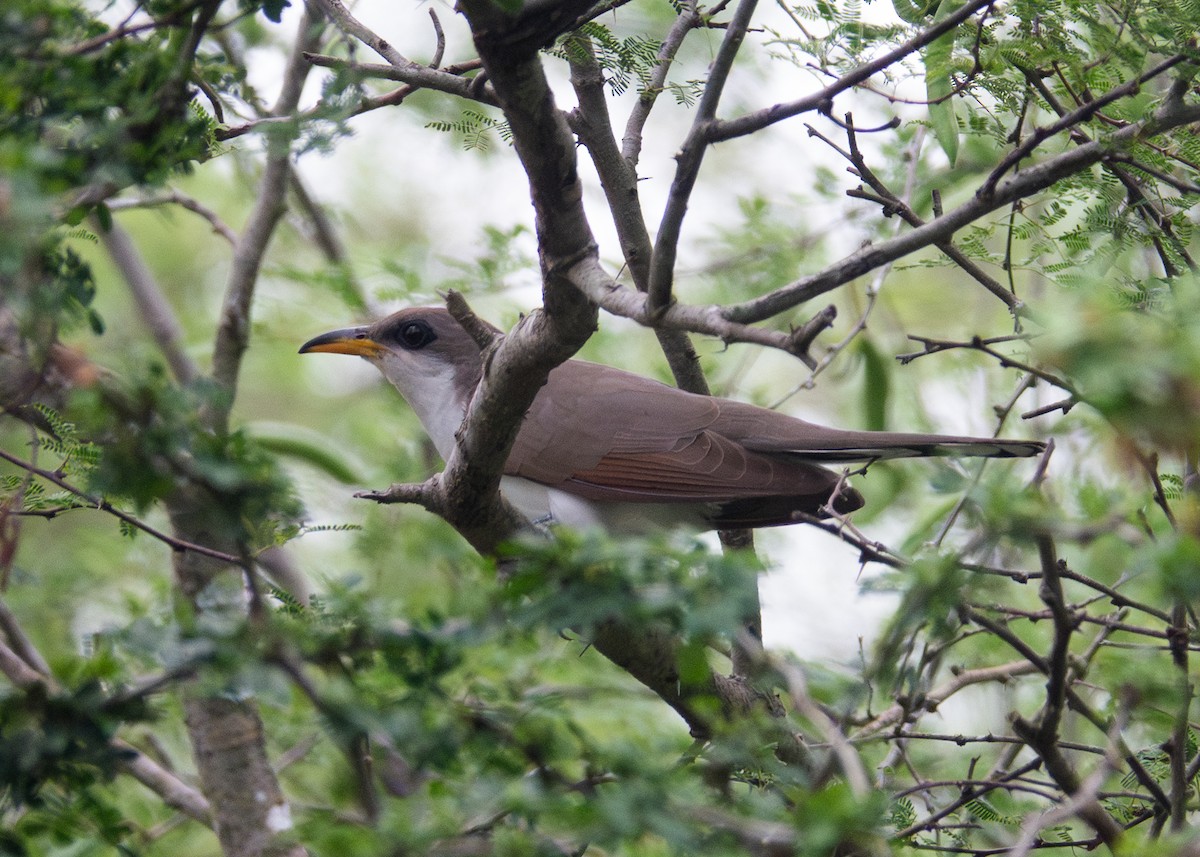 Yellow-billed Cuckoo - Andrew Bates