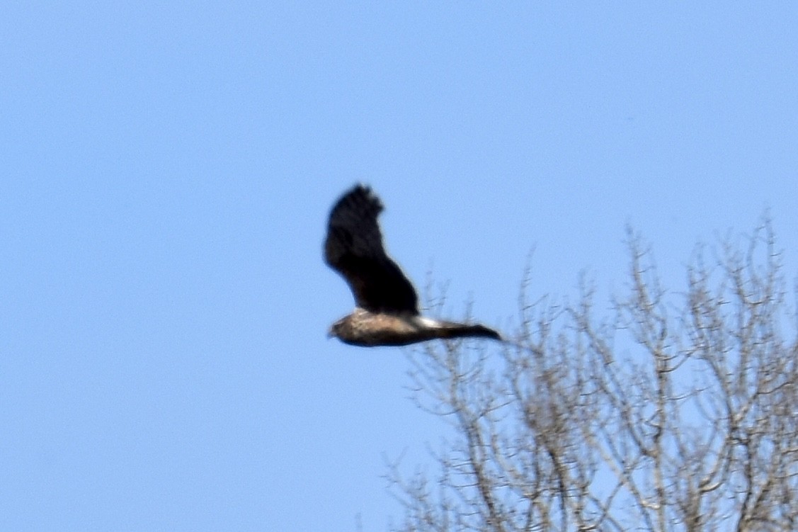 Northern Harrier - Tobi Gagné