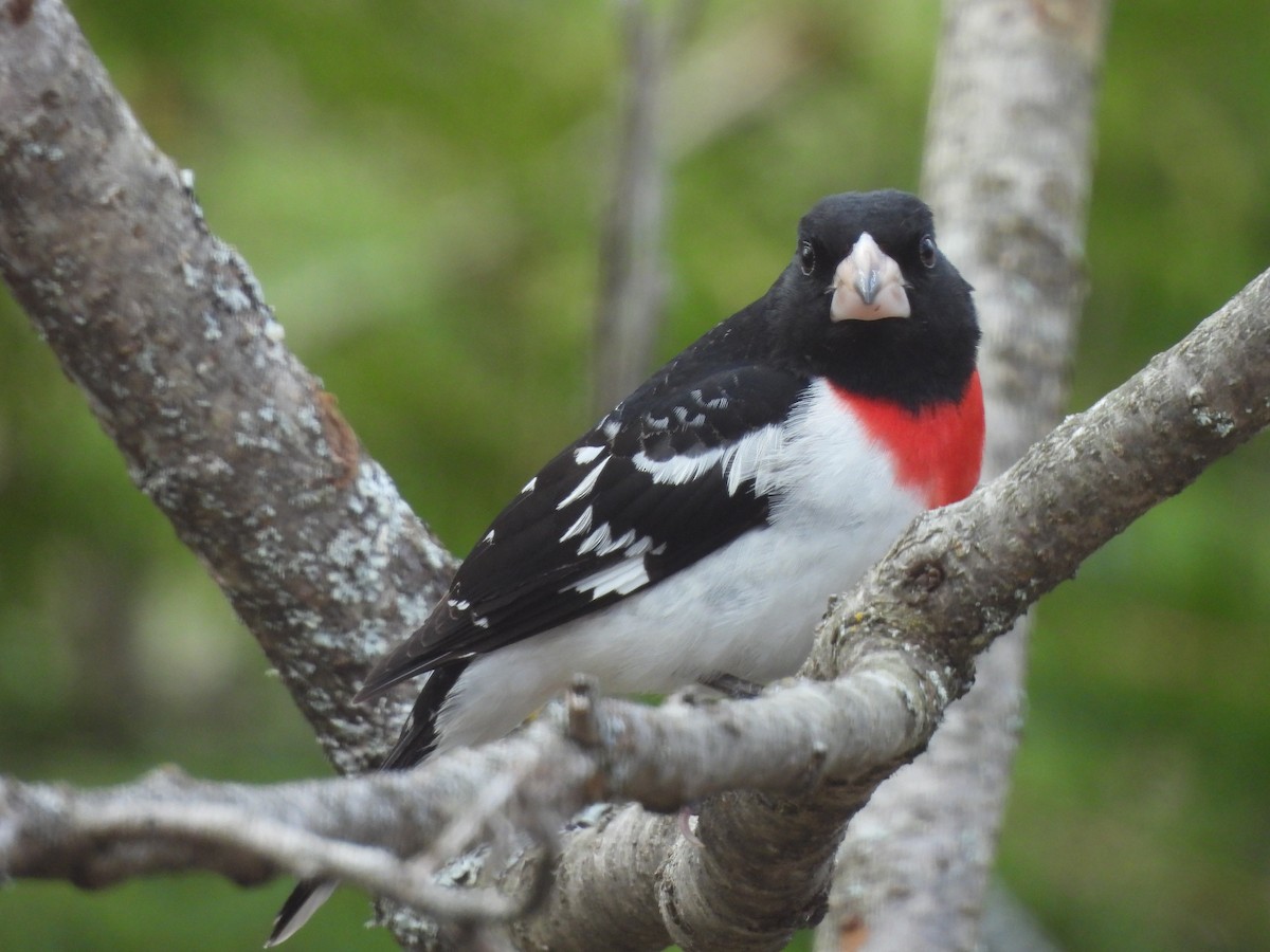 Rose-breasted Grosbeak - Belinda  Gallagher