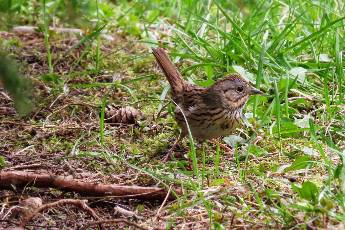 Lincoln's Sparrow - Johanne Simard