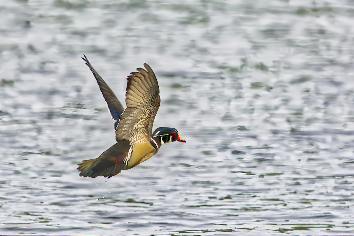 Wood Duck - ML618453568