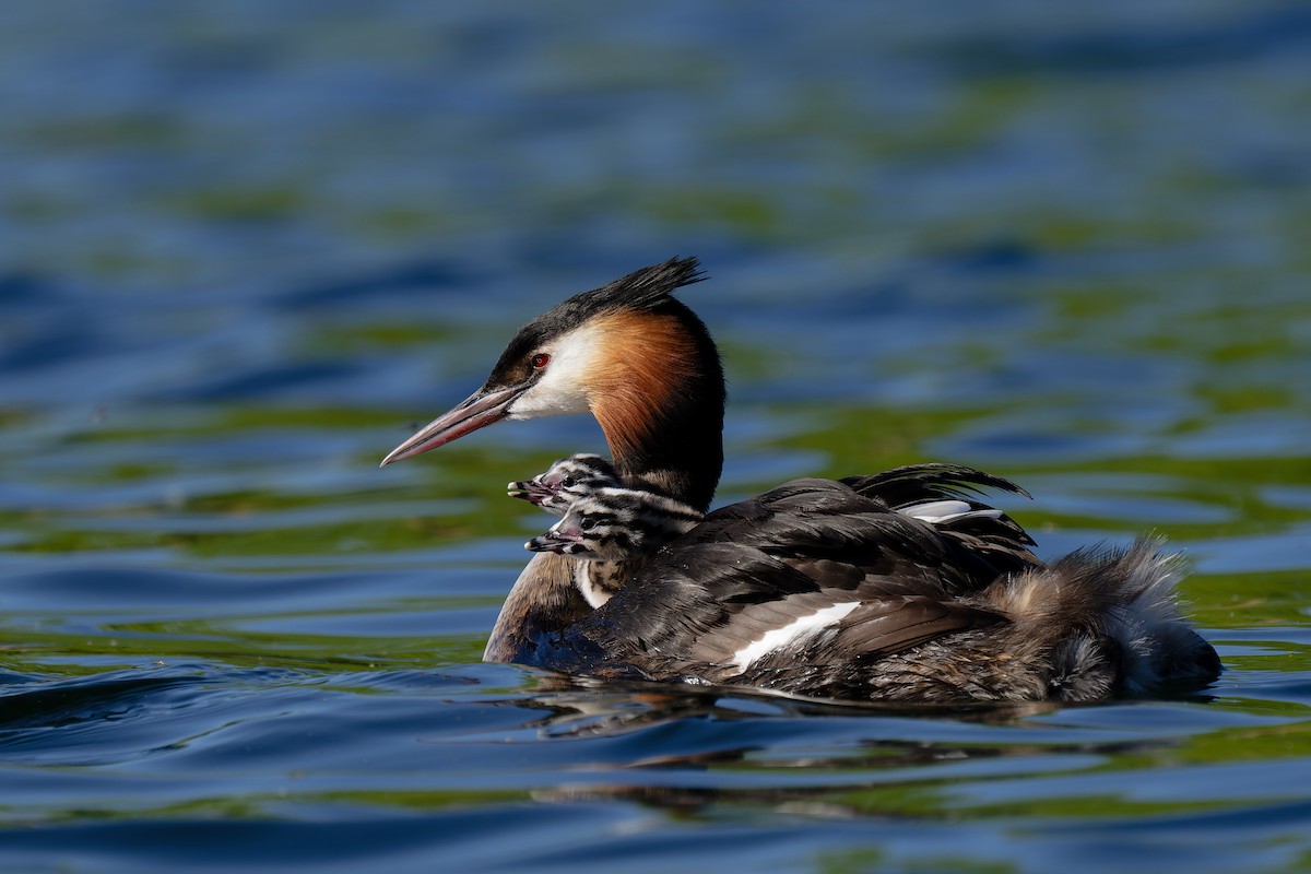 Great Crested Grebe - Andreas Stadler