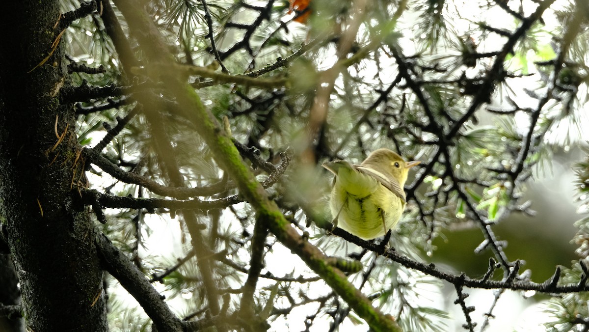 Icterine Warbler - ece hamzagil