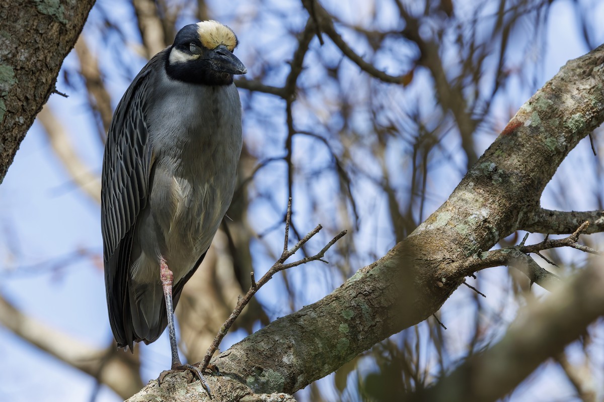 Yellow-crowned Night Heron - Patty and Pedro Gómez