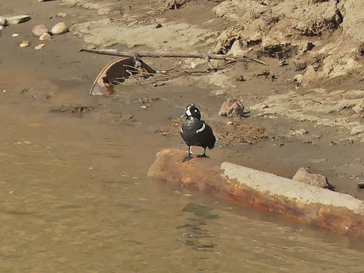 Harlequin Duck - Vincent  T Cottrell