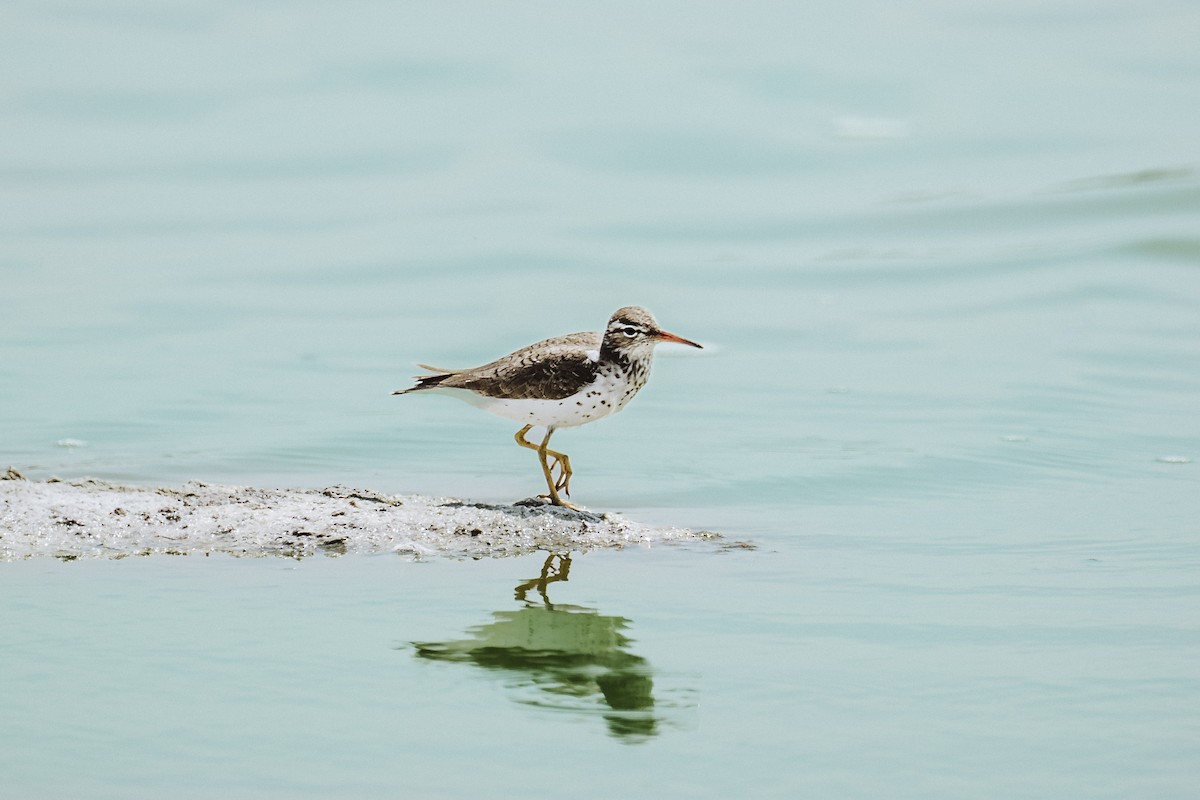 Spotted Sandpiper - ML618453660