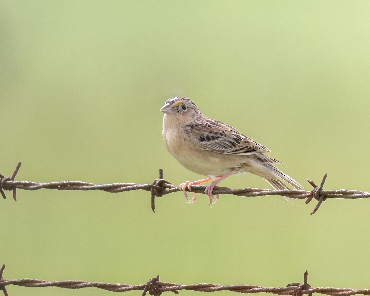 Grasshopper Sparrow - ML618453689