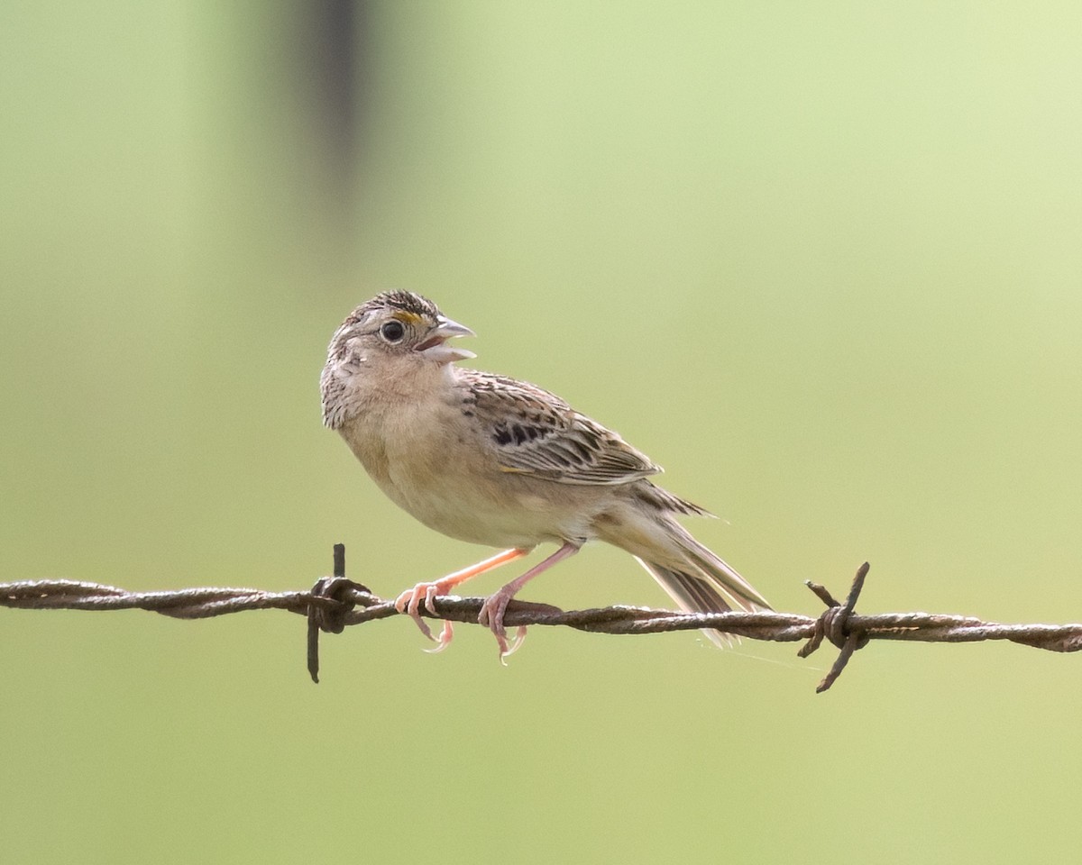 Grasshopper Sparrow - ML618453690