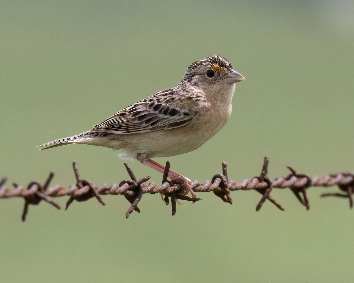 Grasshopper Sparrow - ML618453691