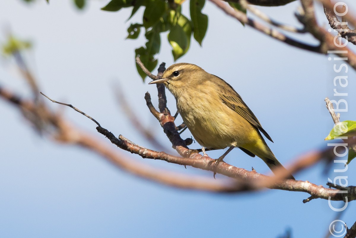 Palm Warbler - Claudia Brasileiro