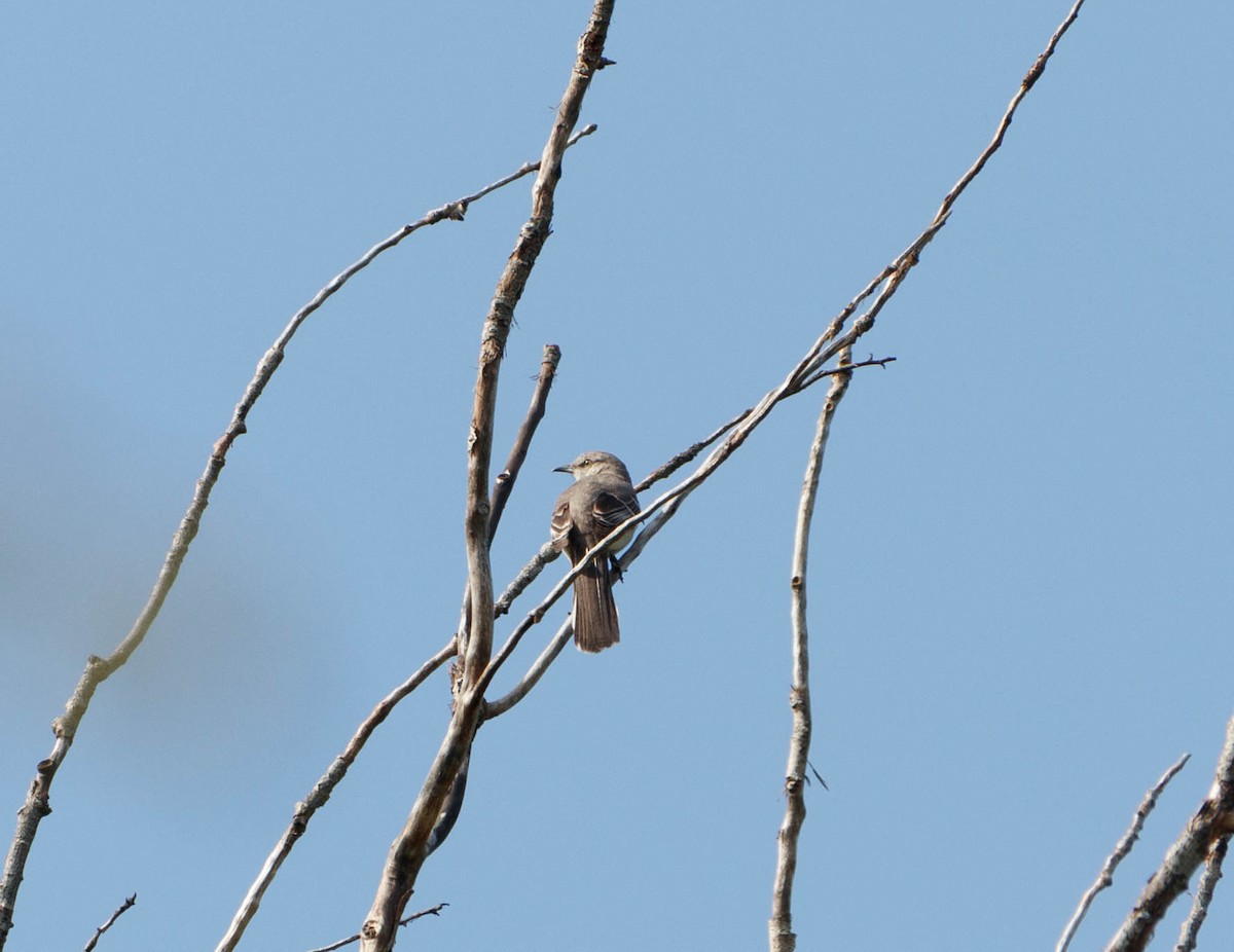 Northern Mockingbird - ML618453723