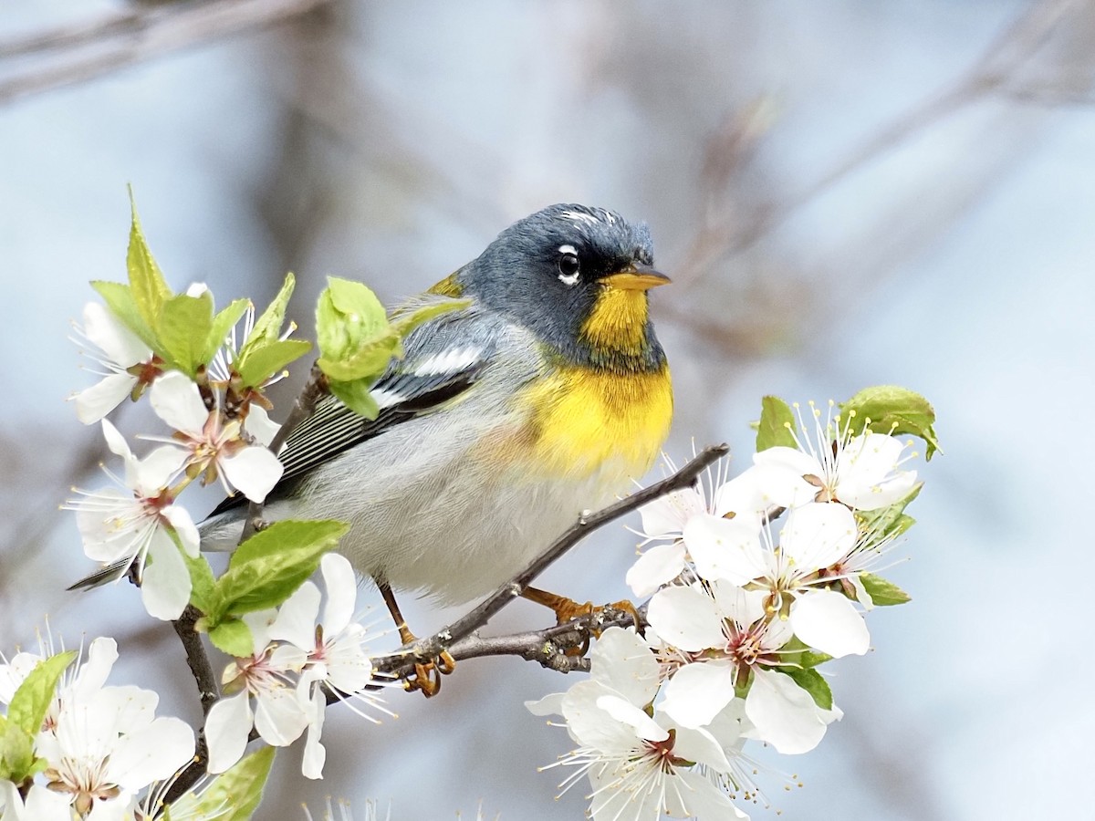 Northern Parula - ML618453726