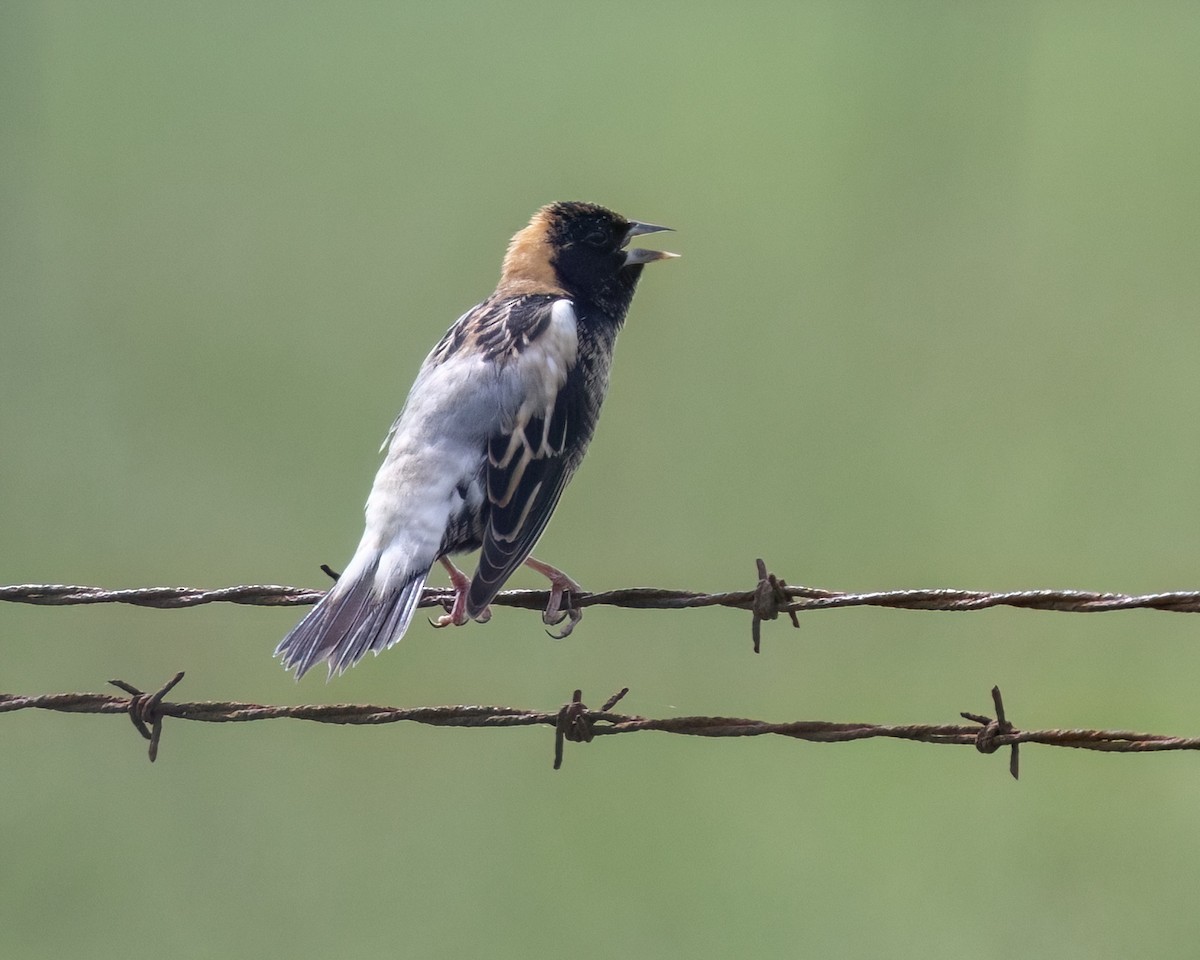 bobolink americký - ML618453730