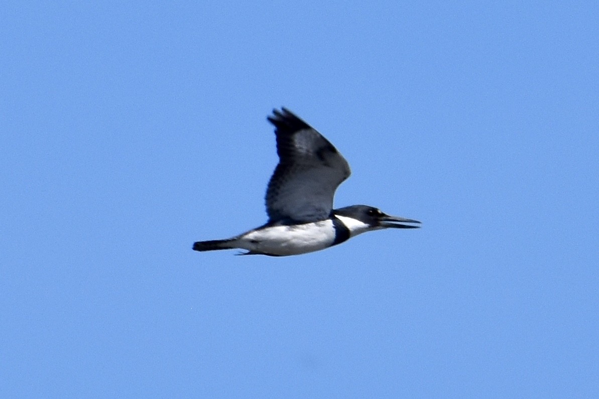 Belted Kingfisher - ML618453741