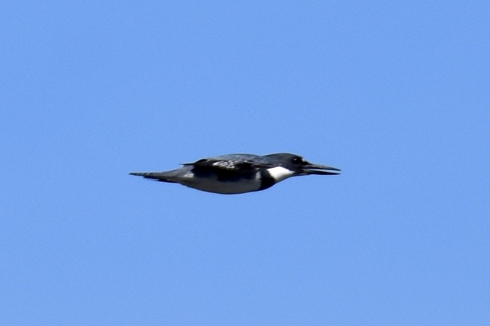 Belted Kingfisher - ML618453742