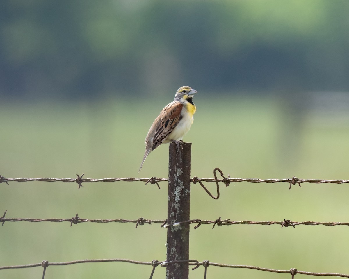 Dickcissel - Russell Brown