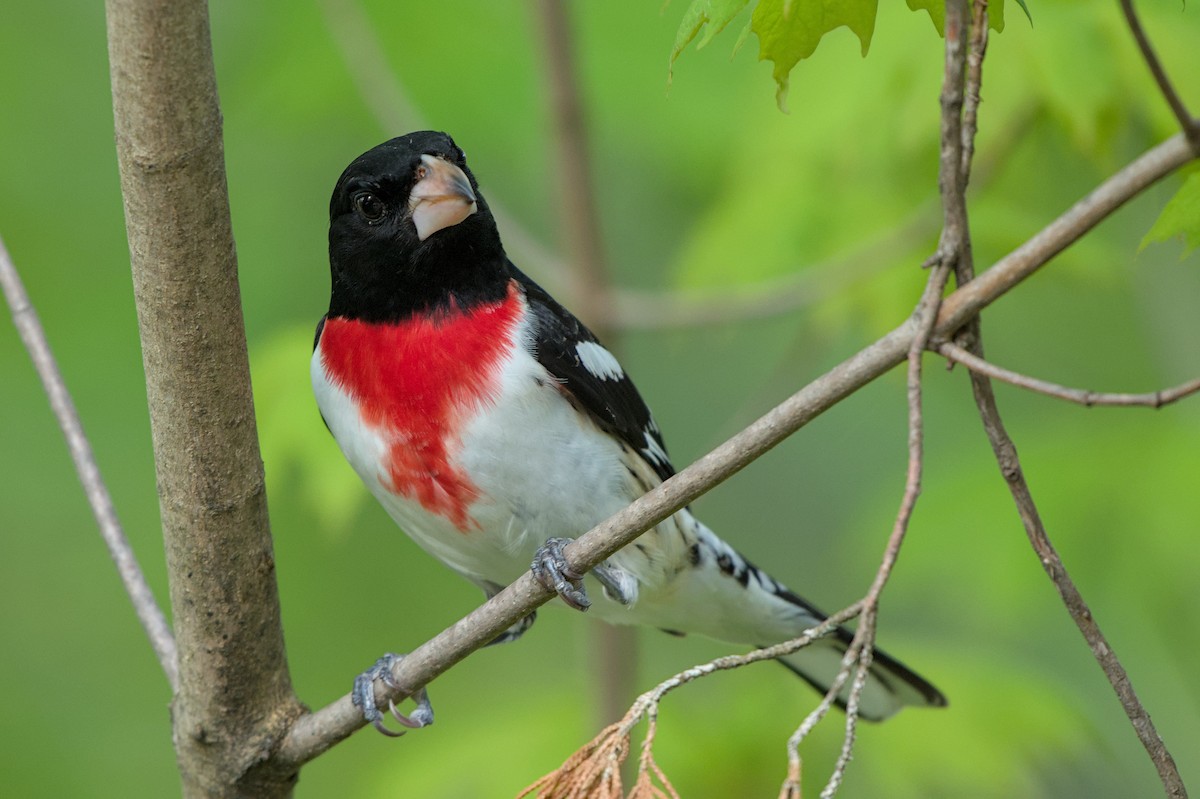 Rose-breasted Grosbeak - ML618453759