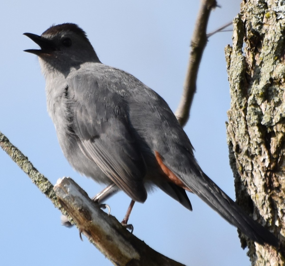 Gray Catbird - ML618453760