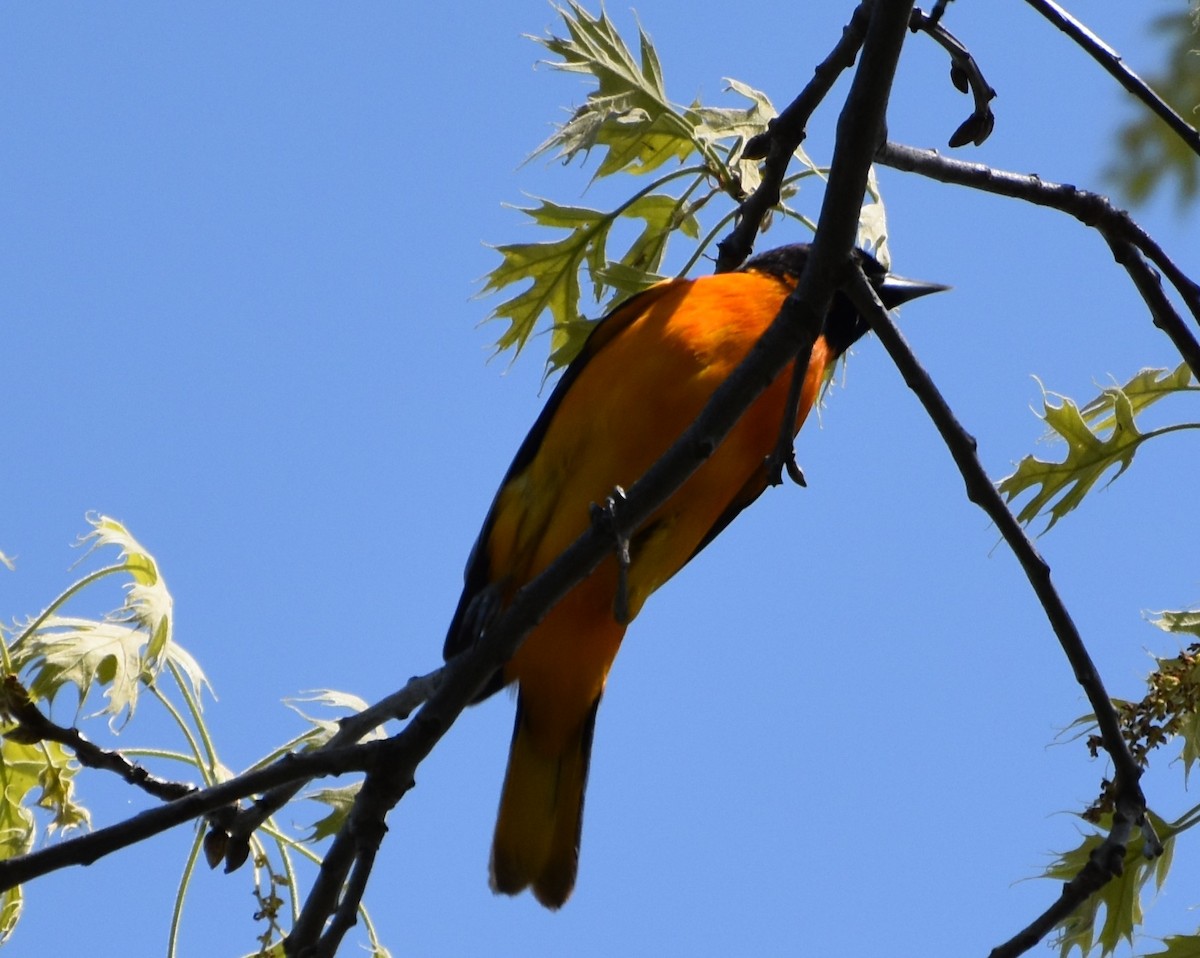 Baltimore Oriole - Lynn Rutan