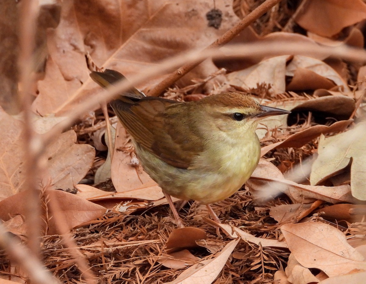 Swainson's Warbler - ML618453771