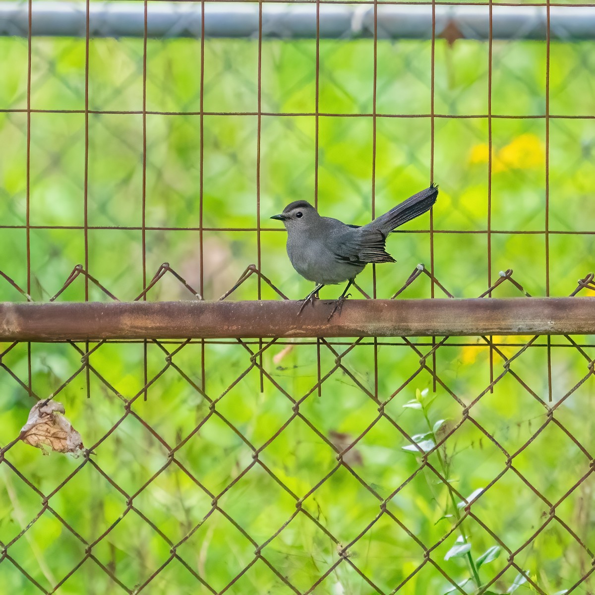 Pájaro Gato Gris - ML618453794